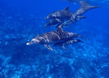 Dupini tvore najveću mrežu saveza nakon ljudi