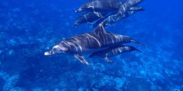 Dupini tvore najveću mrežu saveza nakon ljudi