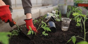 Zalijevanje povrća: Koliko je potrebno rajčici, a koliko krastavcima i paprikama?