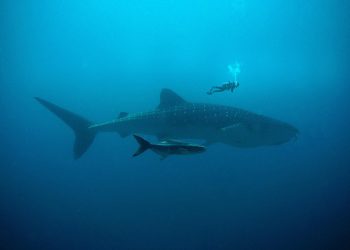 Kitopsine su možda najveći svejedi na svijetu