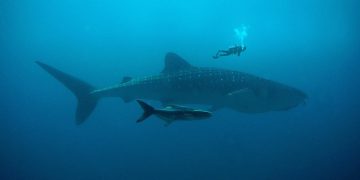 Kitopsine su možda najveći svejedi na svijetu