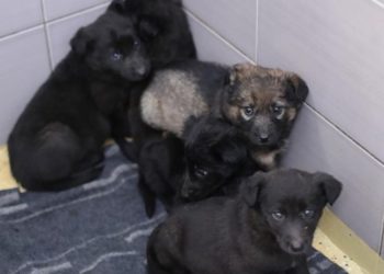 Žena u šumi ostavila štence; mogla bi platiti kaznu od 15 do 30 tisuća kuna