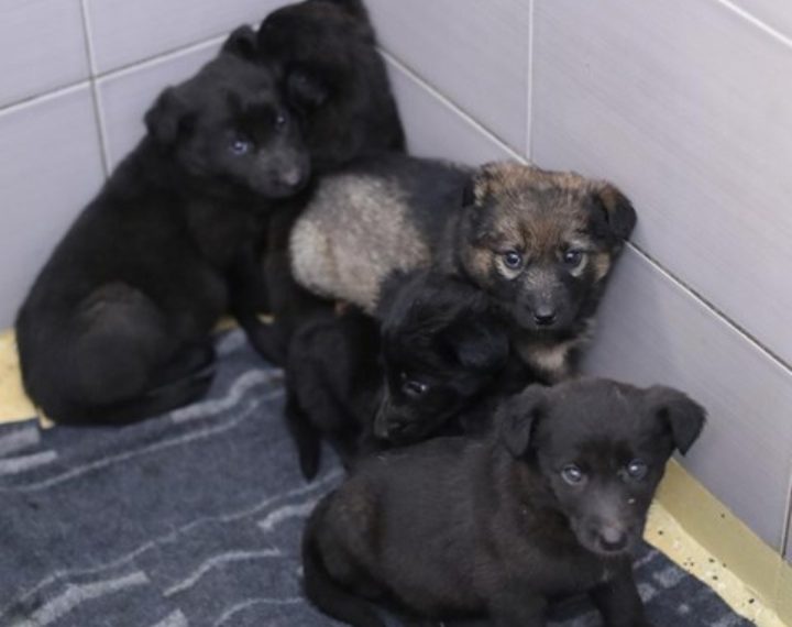 Žena u šumi ostavila štence; mogla bi platiti kaznu od 15 do 30 tisuća kuna
