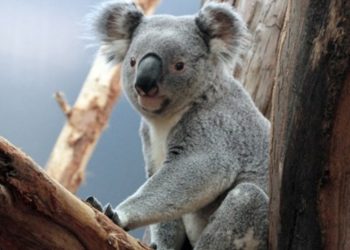 U austrijskom zoološkom vrtu iznenada uginula koala