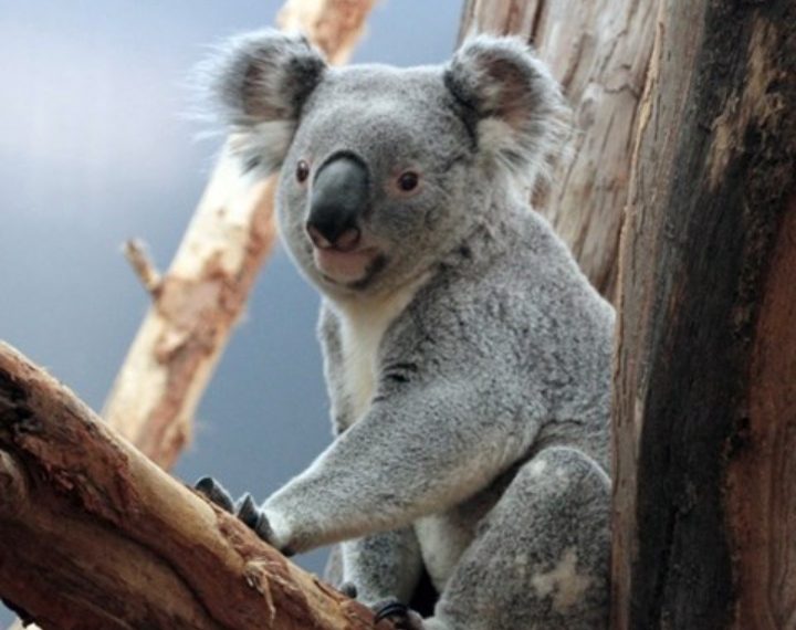 U austrijskom zoološkom vrtu iznenada uginula koala