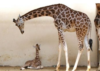 Zatvorio se jedan od najstarijih zooloških vrtova na svijetu