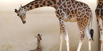 Zatvorio se jedan od najstarijih zooloških vrtova na svijetu