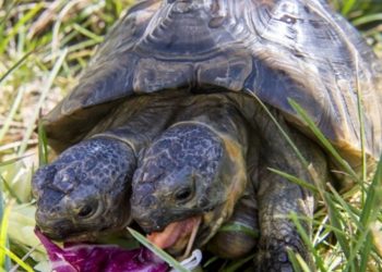 Najstarija dvoglava kornjača na svijetu napunila je 25 godina