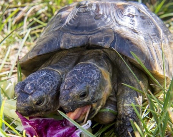 Najstarija dvoglava kornjača na svijetu napunila je 25 godina