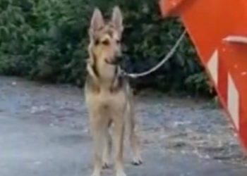 Tuga i žalost: Napustili psa i ostavili ga zavezanog za kontejner