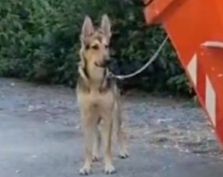 Tuga i žalost: Napustili psa i ostavili ga zavezanog za kontejner