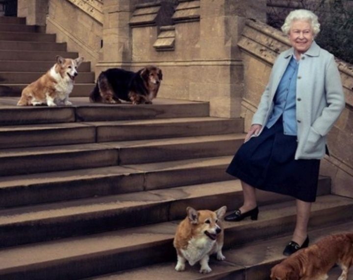 Iza kraljice Elizabete ostala su četiri psa. Što će na kraju biti s njima?
