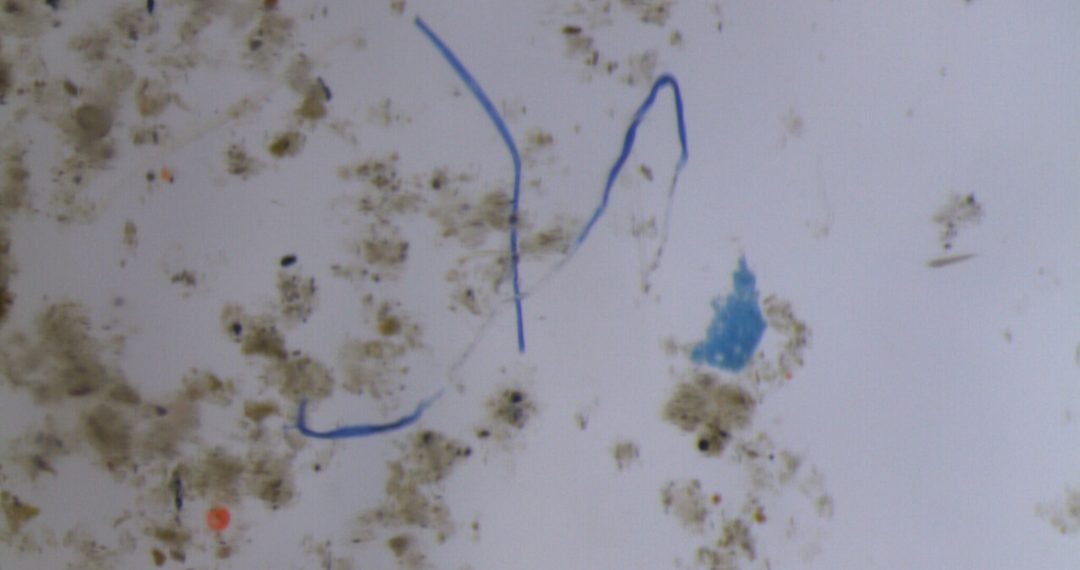 Prvo otkriće mikroplastike iz vode zarobljene na listovima biljaka