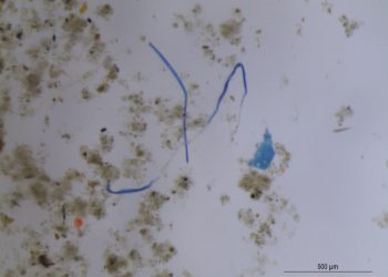 Prvo otkriće mikroplastike iz vode zarobljene na listovima biljaka