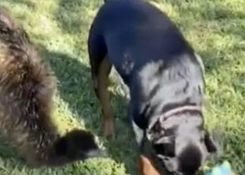 Pas je odgojio emua koji sada živi u uvjerenju da je i sam pas