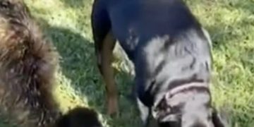 Pas je odgojio emua koji sada živi u uvjerenju da je i sam pas