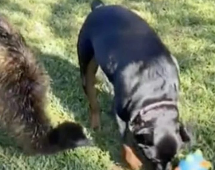 Pas je odgojio emua koji sada živi u uvjerenju da je i sam pas