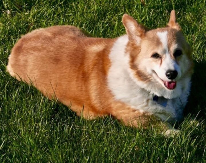 Korgiji kraljice Elizabete pronašli su novi dom