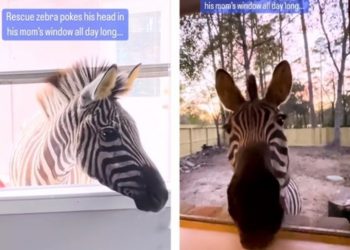 Ova umiljata zebra obožava gurati glavu kroz prozor i jesti grožđe