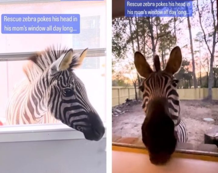 Ova umiljata zebra obožava gurati glavu kroz prozor i jesti grožđe