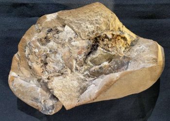 Srce staro 380 milijuna godina osvjetljava evolucijsku povijest