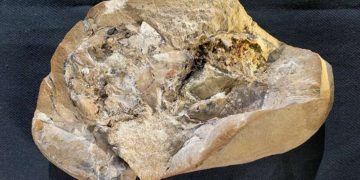 Srce staro 380 milijuna godina osvjetljava evolucijsku povijest