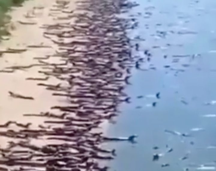 Strava: Tisuće krokodila opsjele su plažu u Brazilu