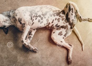 Lijeni psi skloniji su razvijanju pseće demencije čak više od 6 puta u odnosu na ostale