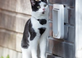 Mislili su da su zauvijek izgubili svoju ljubimicu, no ona ih je iznenadila tako što im je pokucala na vrata