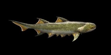 Drevni ‘morski pas’ iz Kine mogao bi biti najstariji pronađen predak s čeljusti