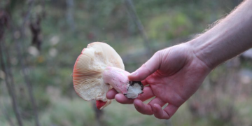 Oprez! Neke od najotrovnijih gljiva na svijetu rastu i u Hrvatskoj