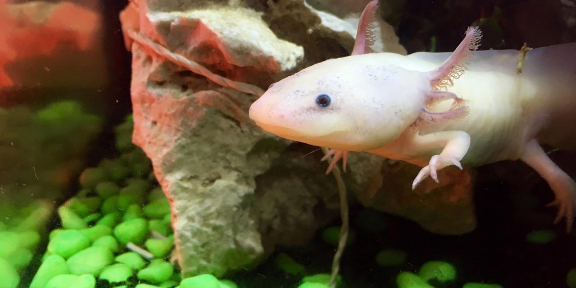 Aksolotli mogu regenerirati svoje mozgove, otkrivajući tajne evolucije i regeneracije mozga