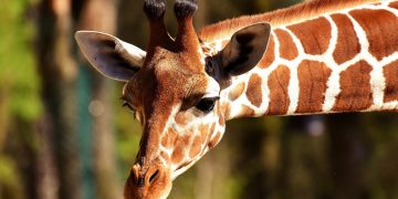 Hrana i društvo pomažu životinjma u zatočeništvu