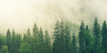 Znanstvenici za zaštitu okoliša objašnjavaju zašto je izumiranje toliko vrsta drveća tako loše za planet