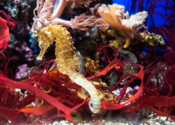 Očevi morskih konjica rađaju na jedinstven način, pokazuje novo istraživanje