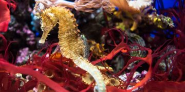 Očevi morskih konjica rađaju na jedinstven način, pokazuje novo istraživanje