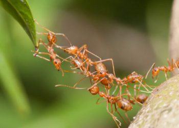 Naučnici izračunali koliko je mrava na Zemlji