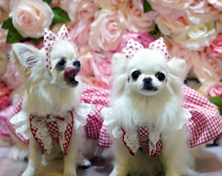 Na Filipinima se priređuju vjenčanja kućnih ljubimaca