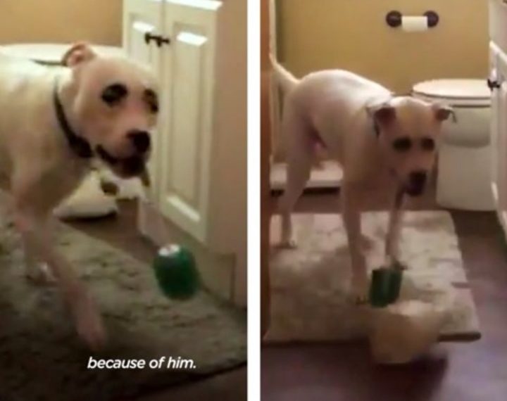 Kakav drznik: pas vlasnicu izluđuje krađom WC četki