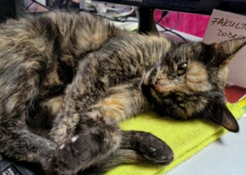 Zaposlenike azila Dumovec dočekao presladak prizor: “Razvedri nam dan čim sjednemo za stol”