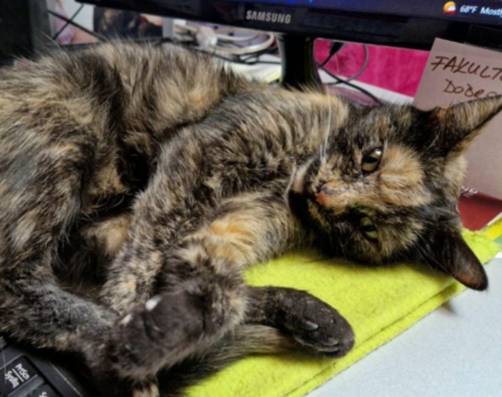 Zaposlenike azila Dumovec dočekao presladak prizor: “Razvedri nam dan čim sjednemo za stol”