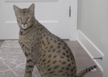 Ovo je najveća živuća domaća mačka na svijetu