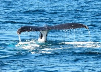 U Argentini je pronađeno 13 uginulih kitova; znanstvenici su izrazili zabrinutost