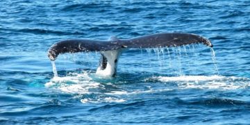 U Argentini je pronađeno 13 uginulih kitova; znanstvenici su izrazili zabrinutost