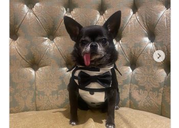 Zbog jezika je bio nepoželjan za udomljenje, ali njegova sadašnja vlasnica zaljubila se u njega na prvi pogled