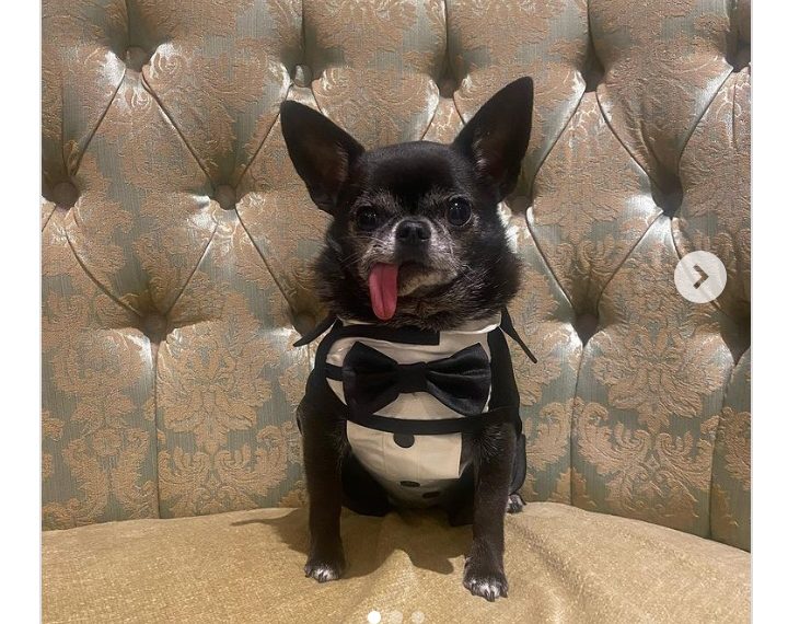 Zbog jezika je bio nepoželjan za udomljenje, ali njegova sadašnja vlasnica zaljubila se u njega na prvi pogled