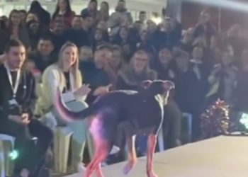 Ma ja sam najljepši! Pas upao na pozornicu tijekom izbora za miss i ukrao svu pažnju