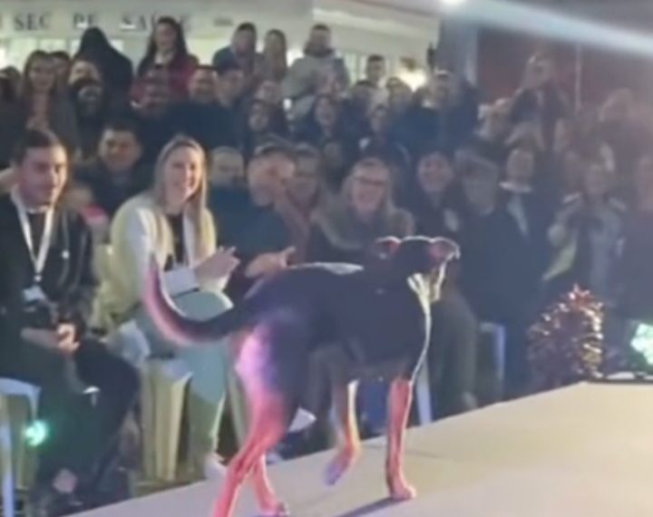 Ma ja sam najljepši! Pas upao na pozornicu tijekom izbora za miss i ukrao svu pažnju