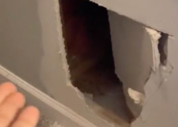 Kao u priči Edgara Allana Poea: nakon povratka na puta pronašla vlastitu mačku zazidanu