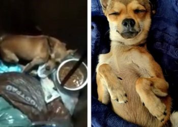 Prošle godine je pronađen u smeću, a danas je najsretniji pas na svijetu